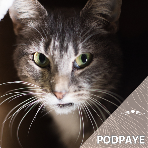 Podpaye
