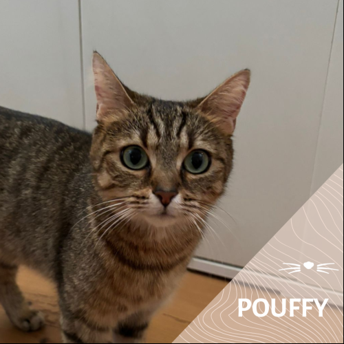 Pouffy