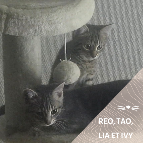 Reo, Tao, Ivy et Lia