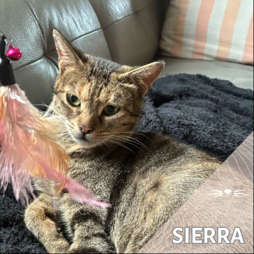 Sierra