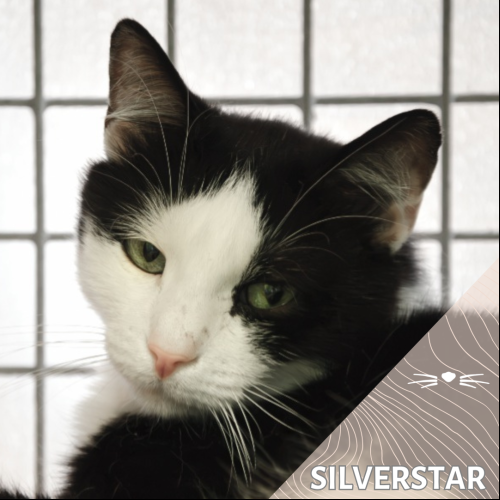 Silverstar