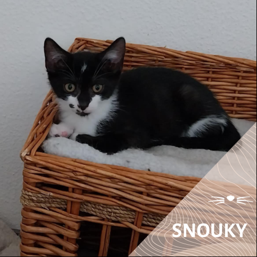 Snouky