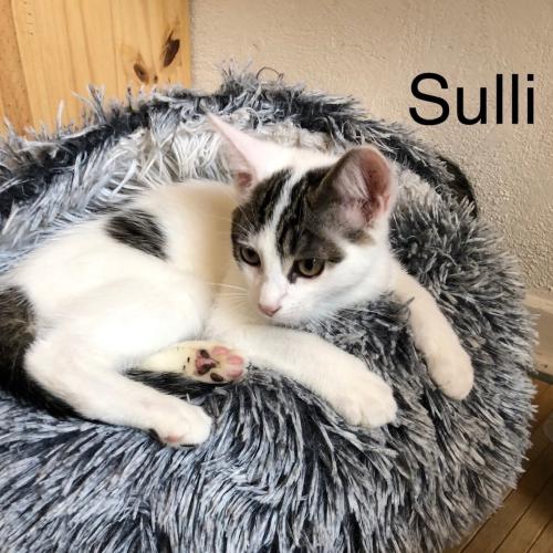 Sulli,