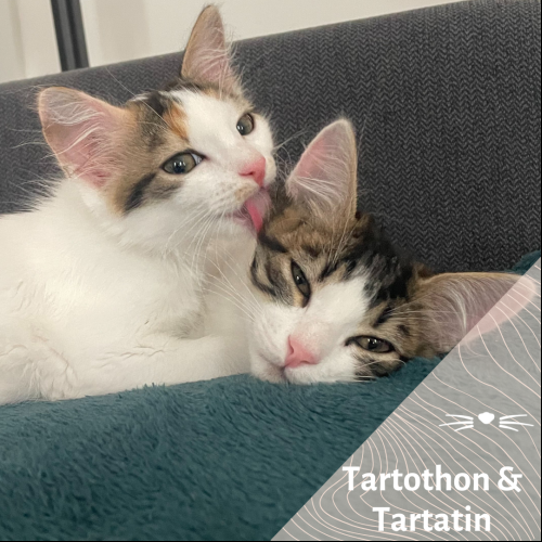 Tartothon & Tartatin