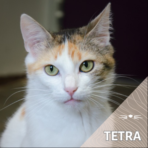 Tetra