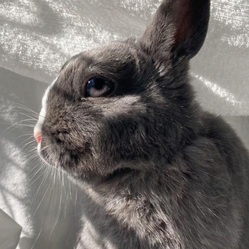 AKIRA