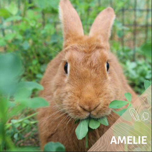 Amélie