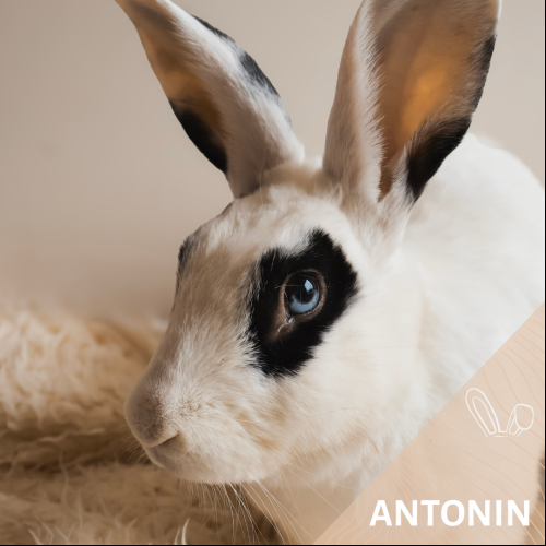 Antonin