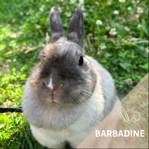 Barbadine