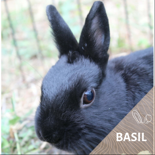 Basil