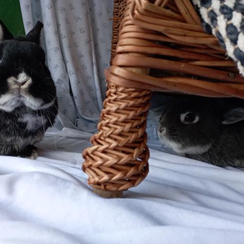 Betalin et Pugsley