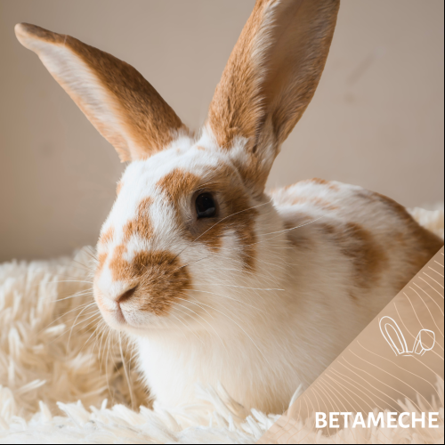 Betameche