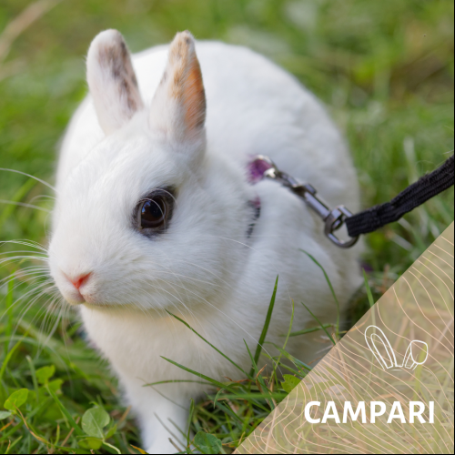 Campari