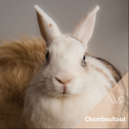 Chamboultout