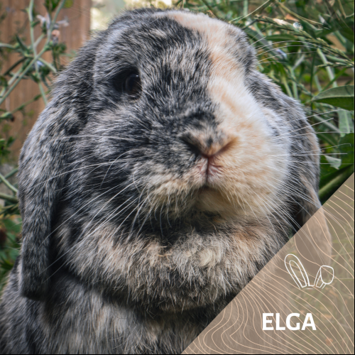 Elga