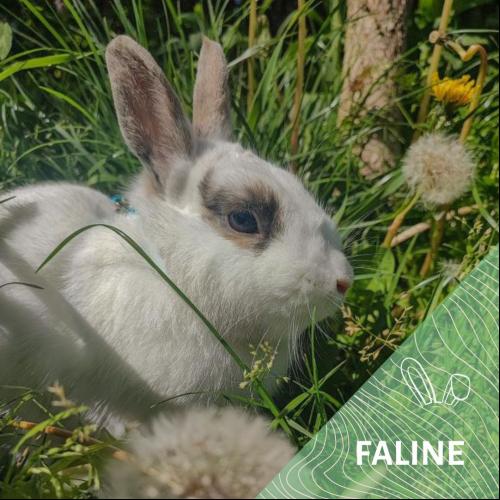 Image Faline