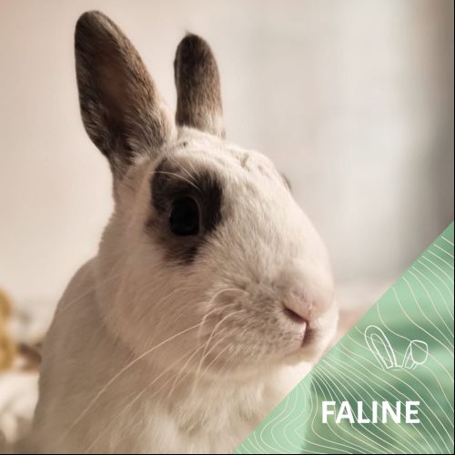 Faline