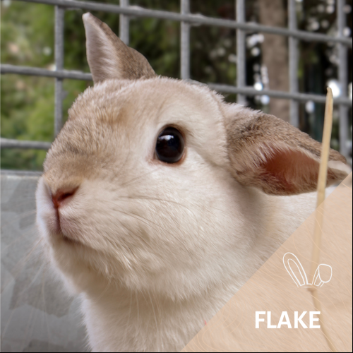 Flake