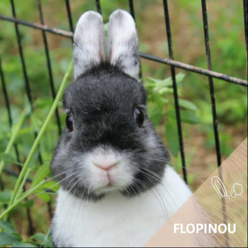 Flopinou