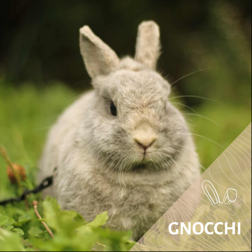Gnocchi