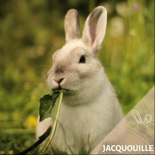 Jacquouille