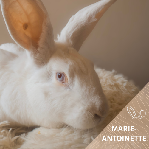 Marie-Antoinette