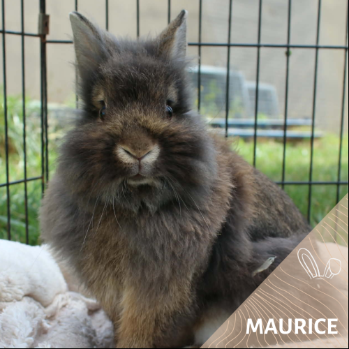 Maurice