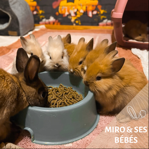 Miro & ses bébés