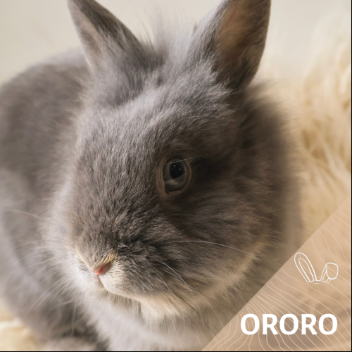 Ororo