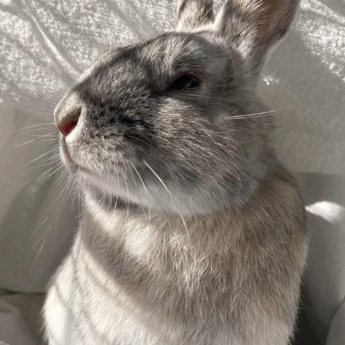 PANTOUFLE