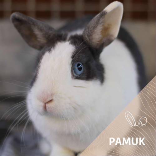 Pamuk
