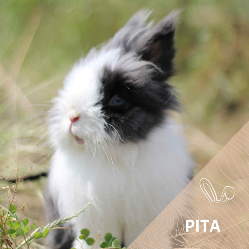 Pita
