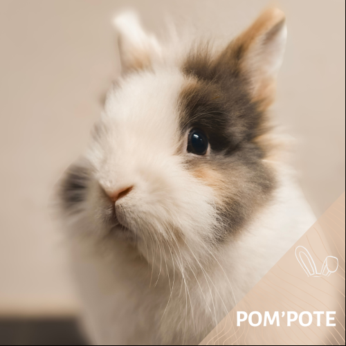 Pom'pote