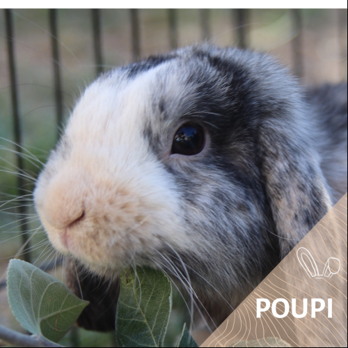 Poupi