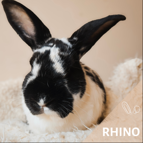 Rhino