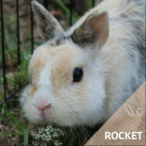 Rocket