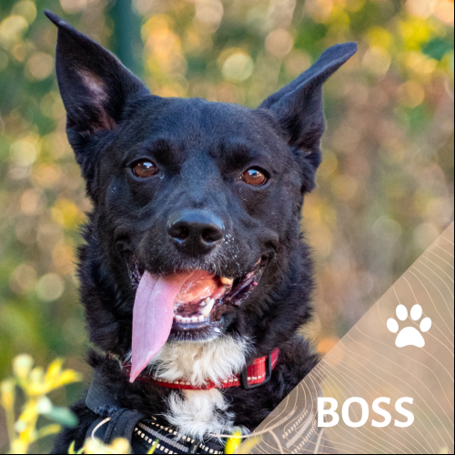Boss