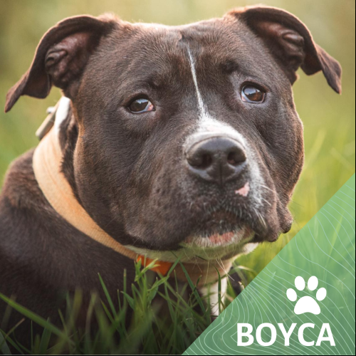 BOYCA