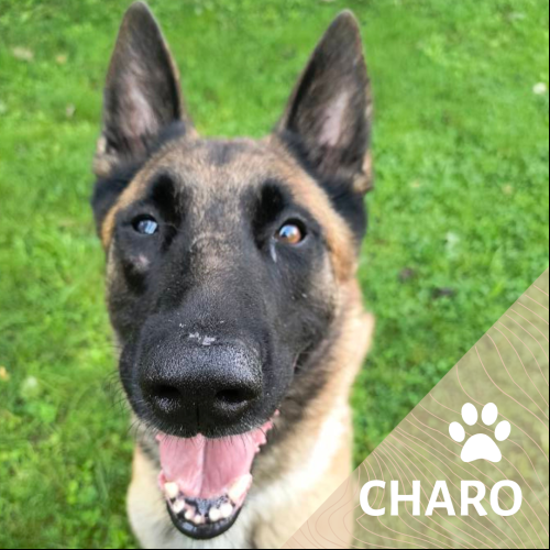 Charo