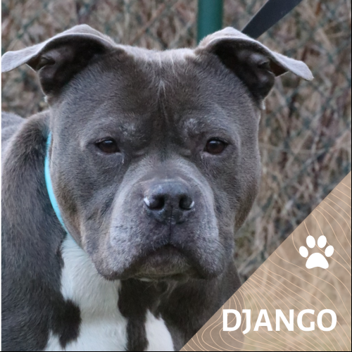 Django