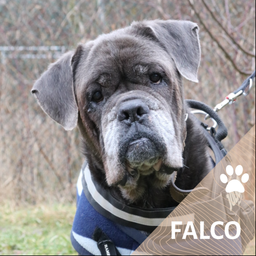 Falco