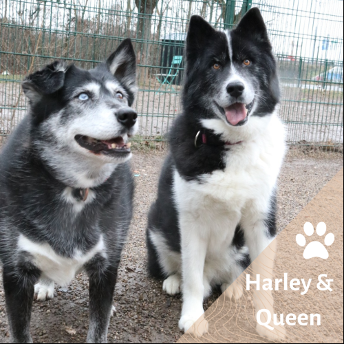 Harley & Queen