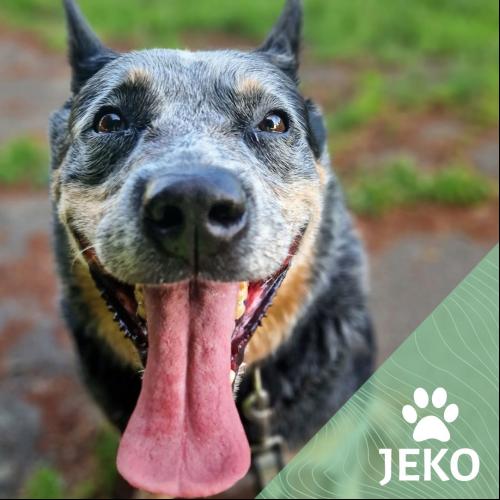 Jeko