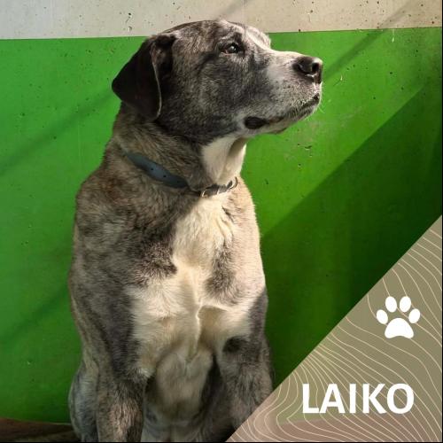 Laiko