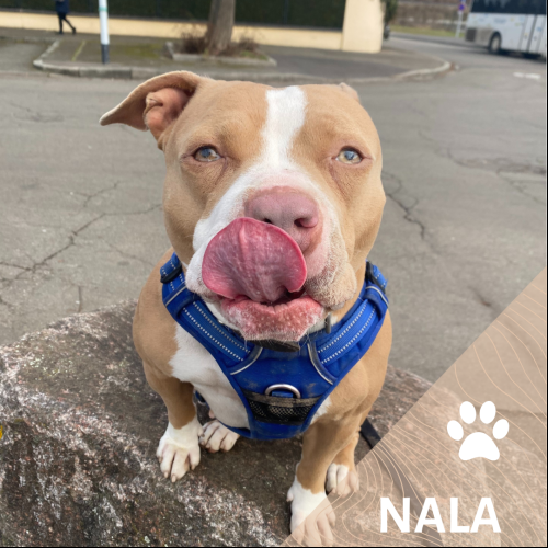 Nala