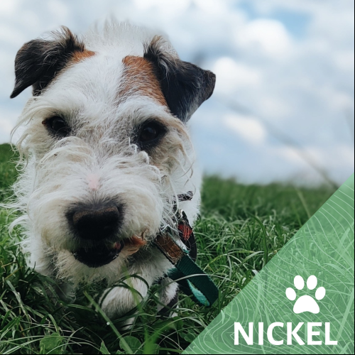 Nickel