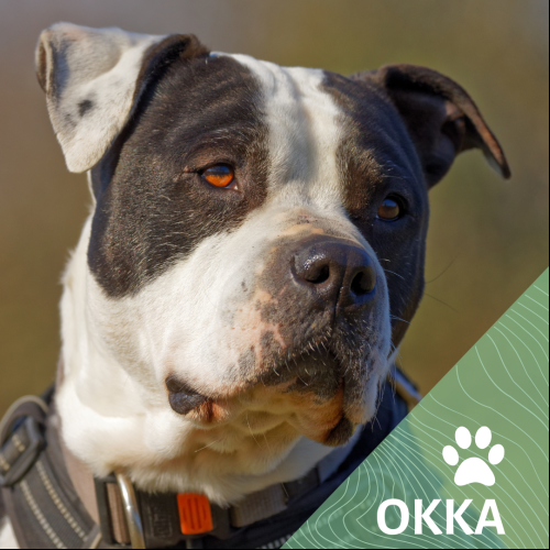 Okka