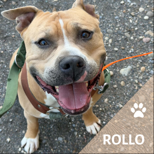 Rollo