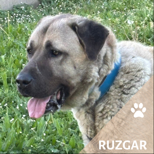 Ruzgar