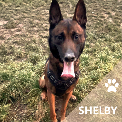 Shelby